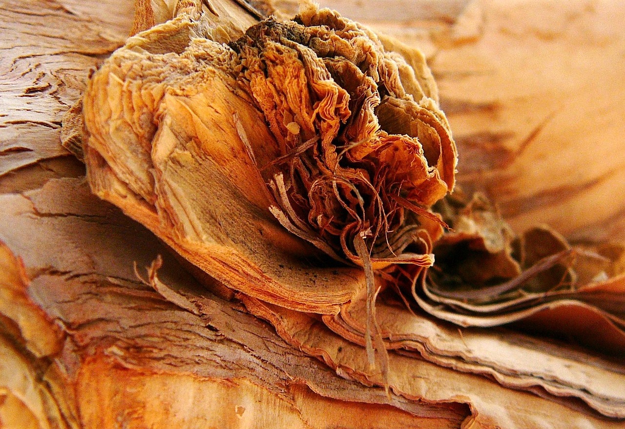 paperbark, tree, bark, organic, trunk, brown, natural, australian, orange tree, nature, orange natural